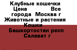 Клубные кошечки › Цена ­ 10 000 - Все города, Москва г. Животные и растения » Кошки   . Башкортостан респ.,Салават г.